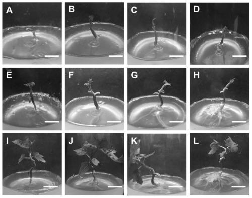 Micrografting method for castor oil plants