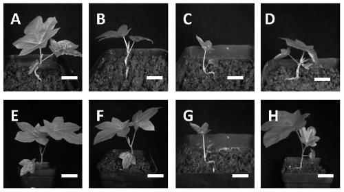 Micrografting method for castor oil plants