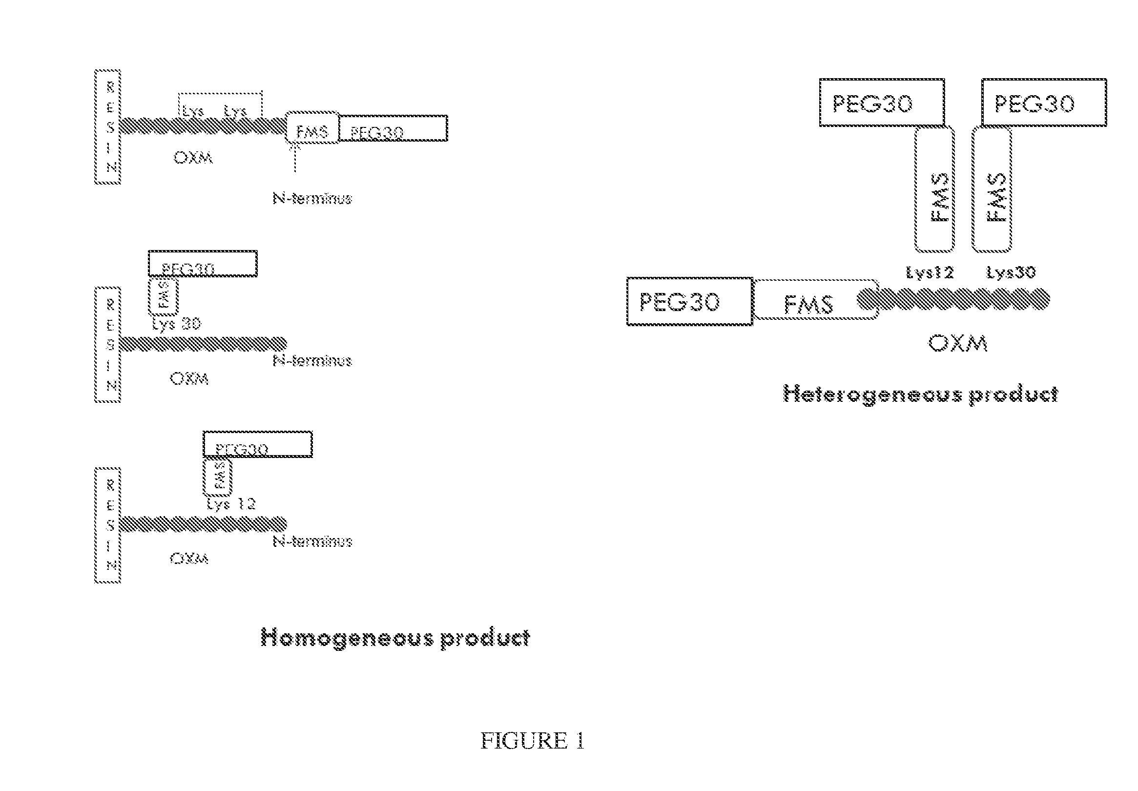 Pegylated oxm variants