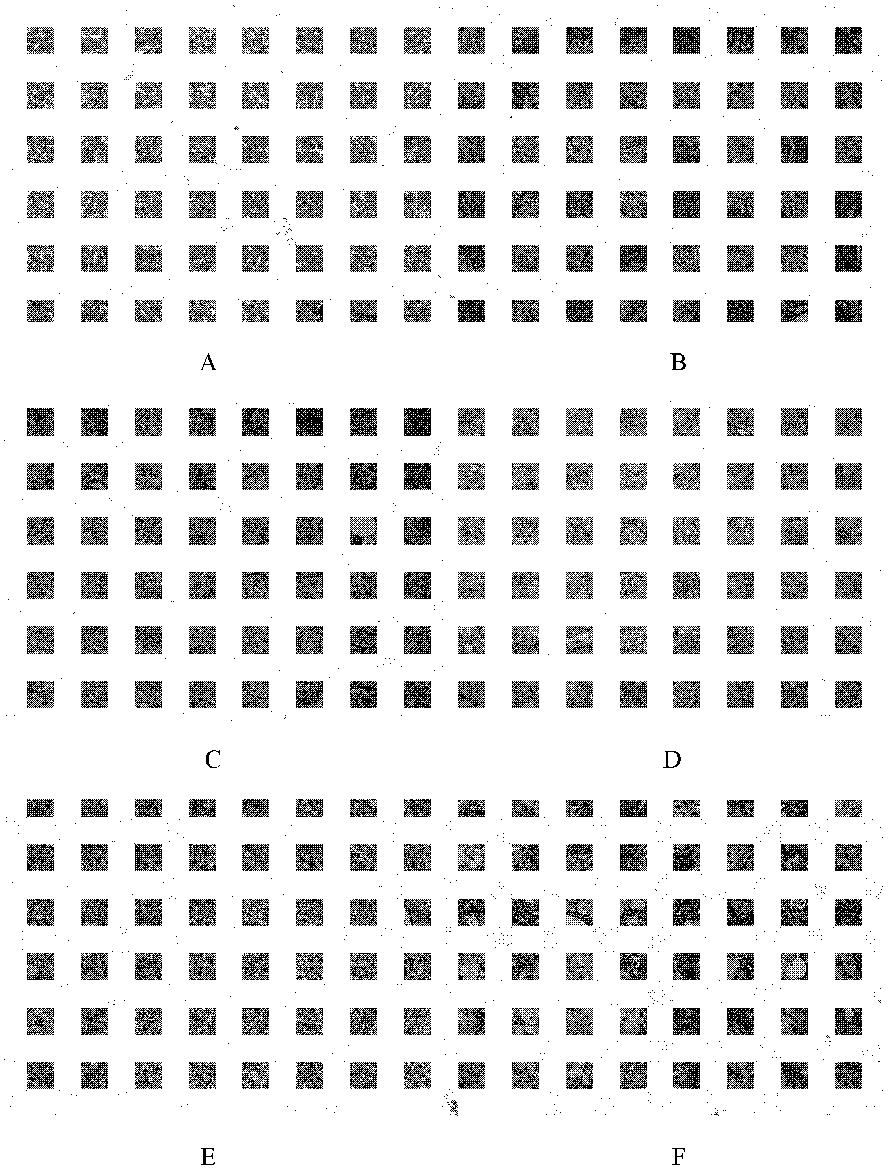 Selenium-containing curcumin polymer and its preparation method and application