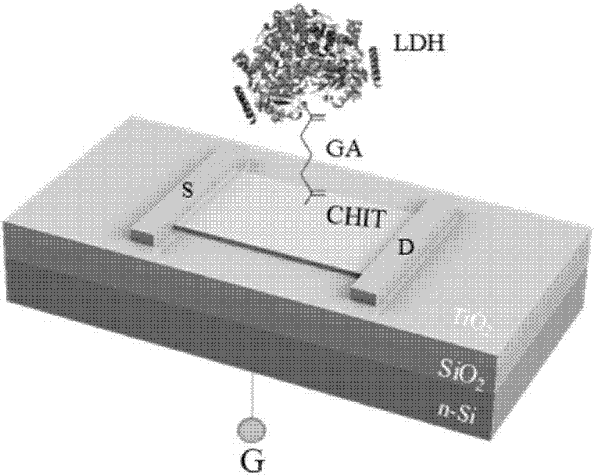 Measuring method for lactic dehydrogenase activity based on titanium dioxide film field-effect tube