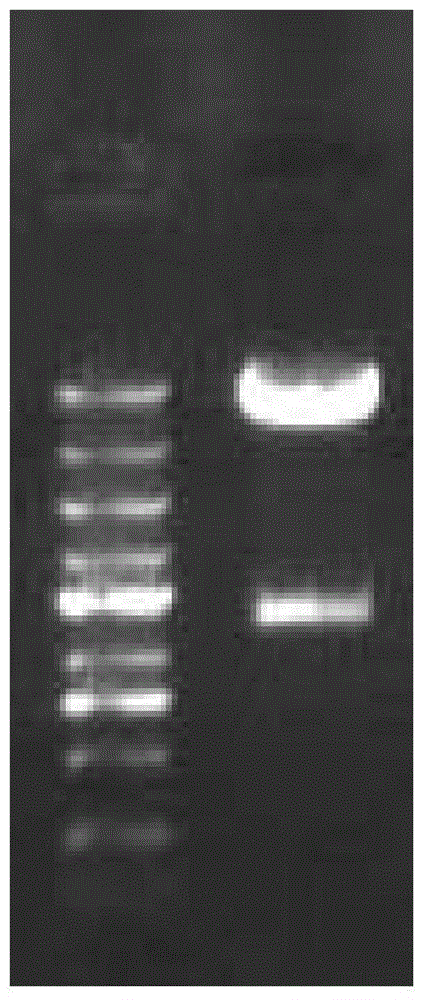 CK19 antigen based DC cell and targeting immune cell population, and preparation method and application thereof