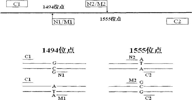 Kit for simultaneously detecting mutations in mitochondria DNA A1555G and C1494T and using method thereof