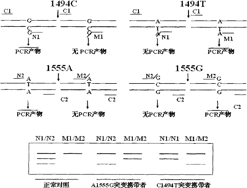 Kit for simultaneously detecting mutations in mitochondria DNA A1555G and C1494T and using method thereof