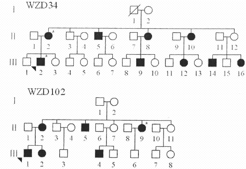 Kit for simultaneously detecting mutations in mitochondria DNA A1555G and C1494T and using method thereof