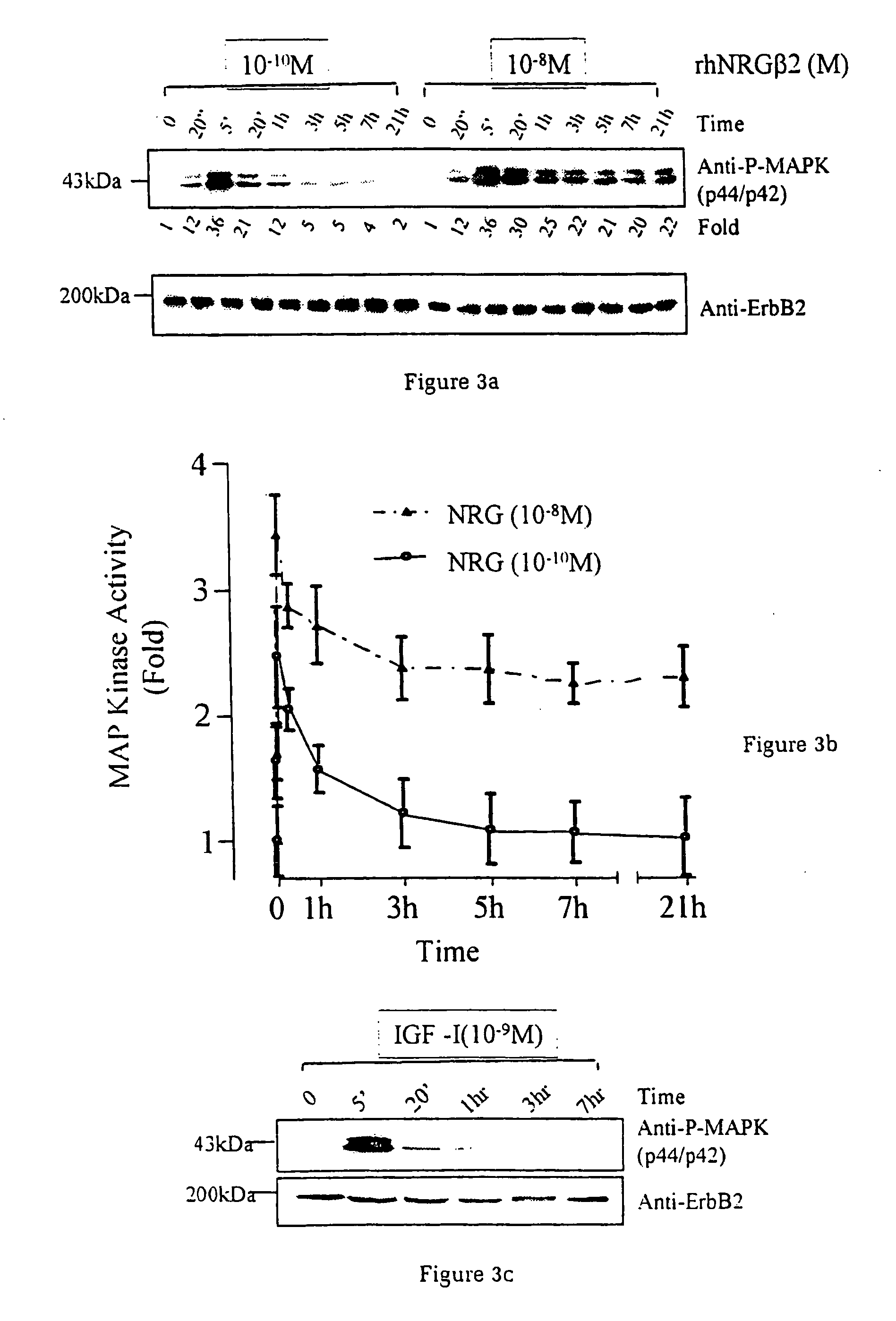 Cardiac muscle function and manipulation