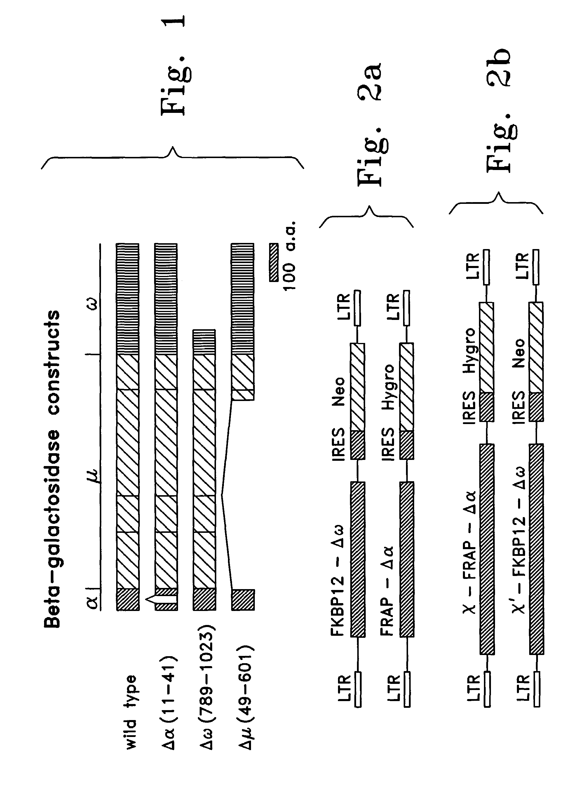 Detection of molecular interactions by reporter subunit complementation