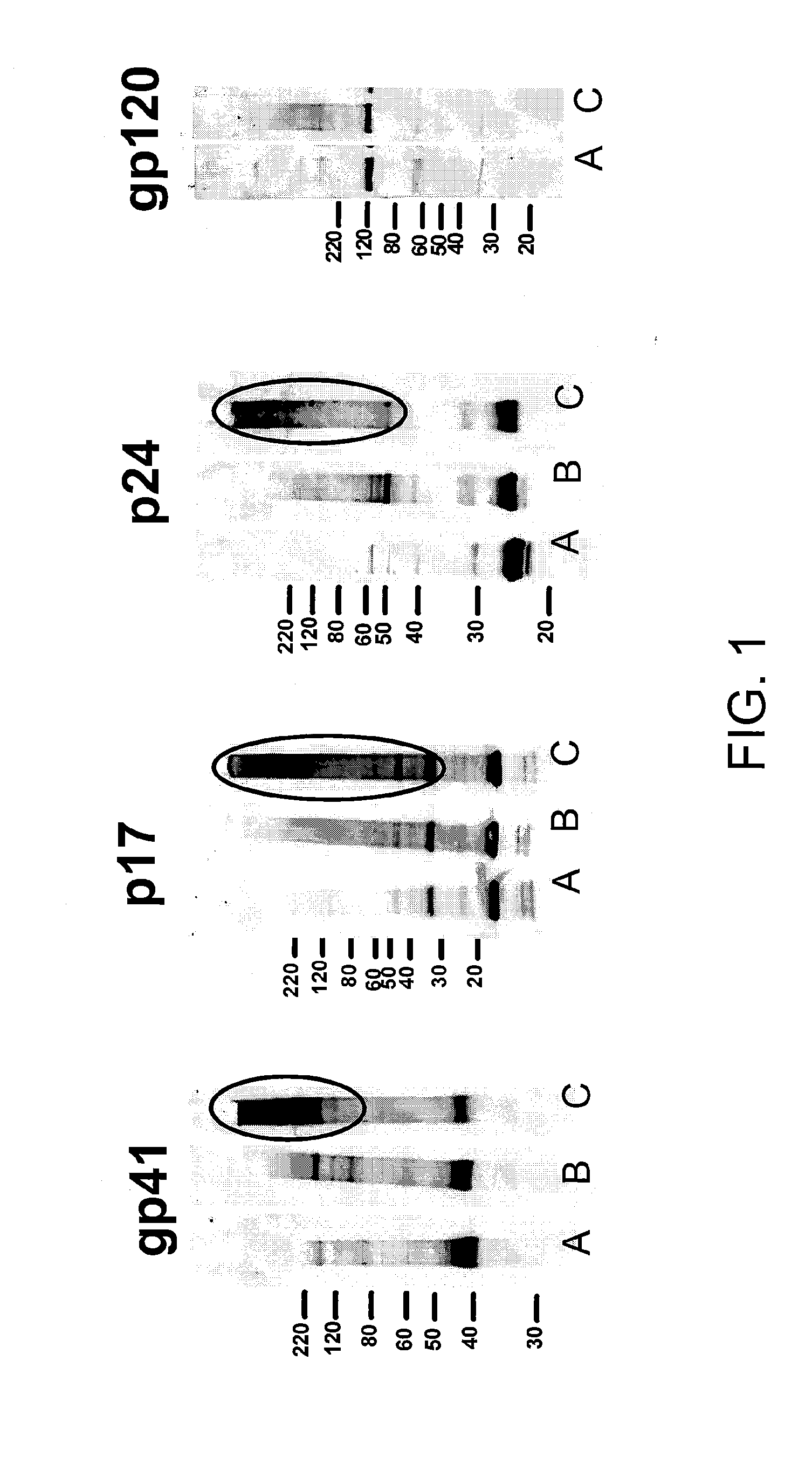 Cellular And Viral Inactivation