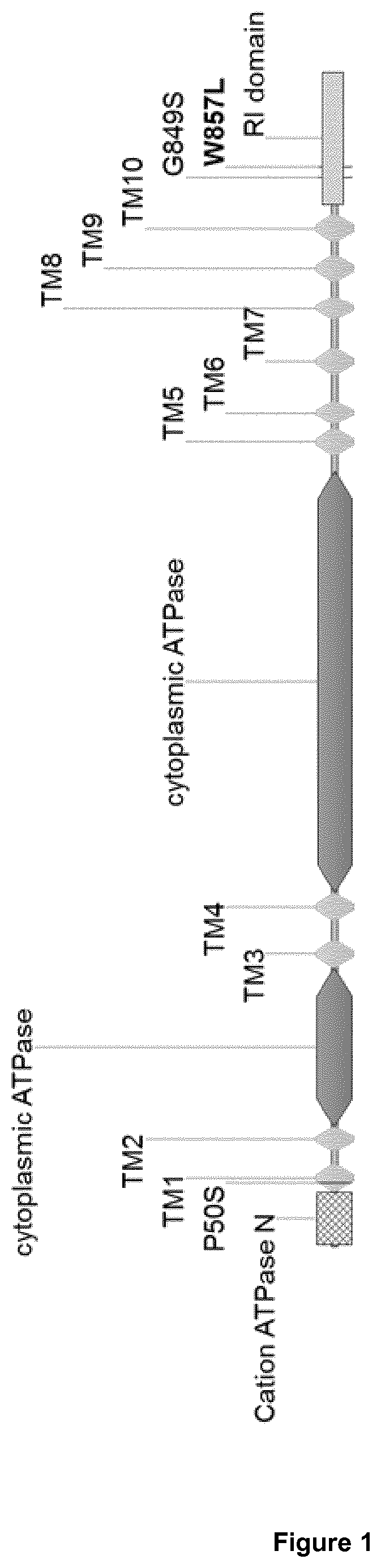 Constructs and methods for controlling stomatal closure in plants