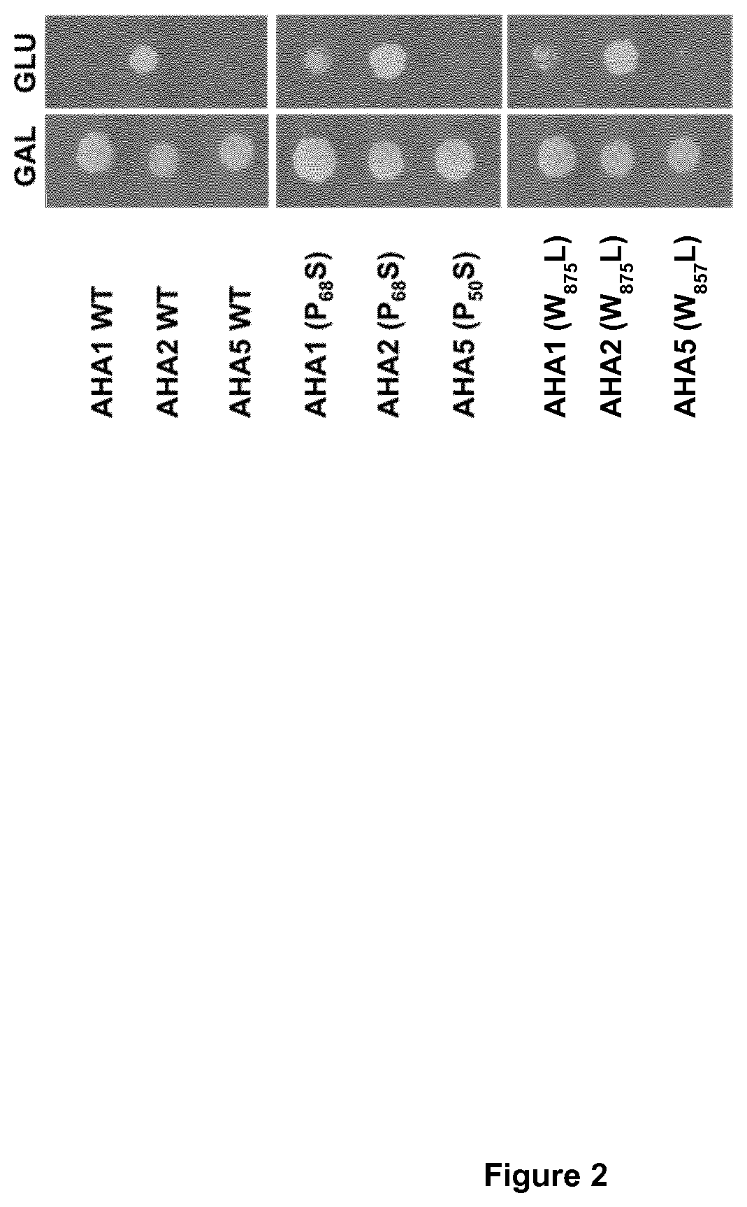 Constructs and methods for controlling stomatal closure in plants