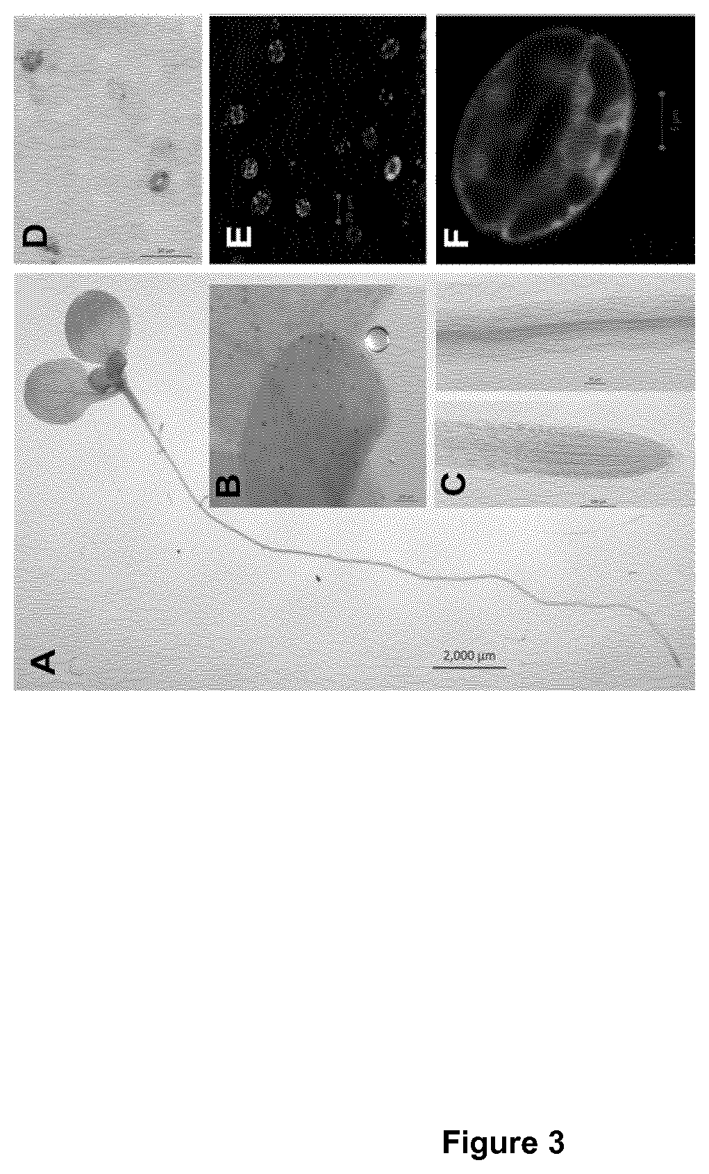 Constructs and methods for controlling stomatal closure in plants