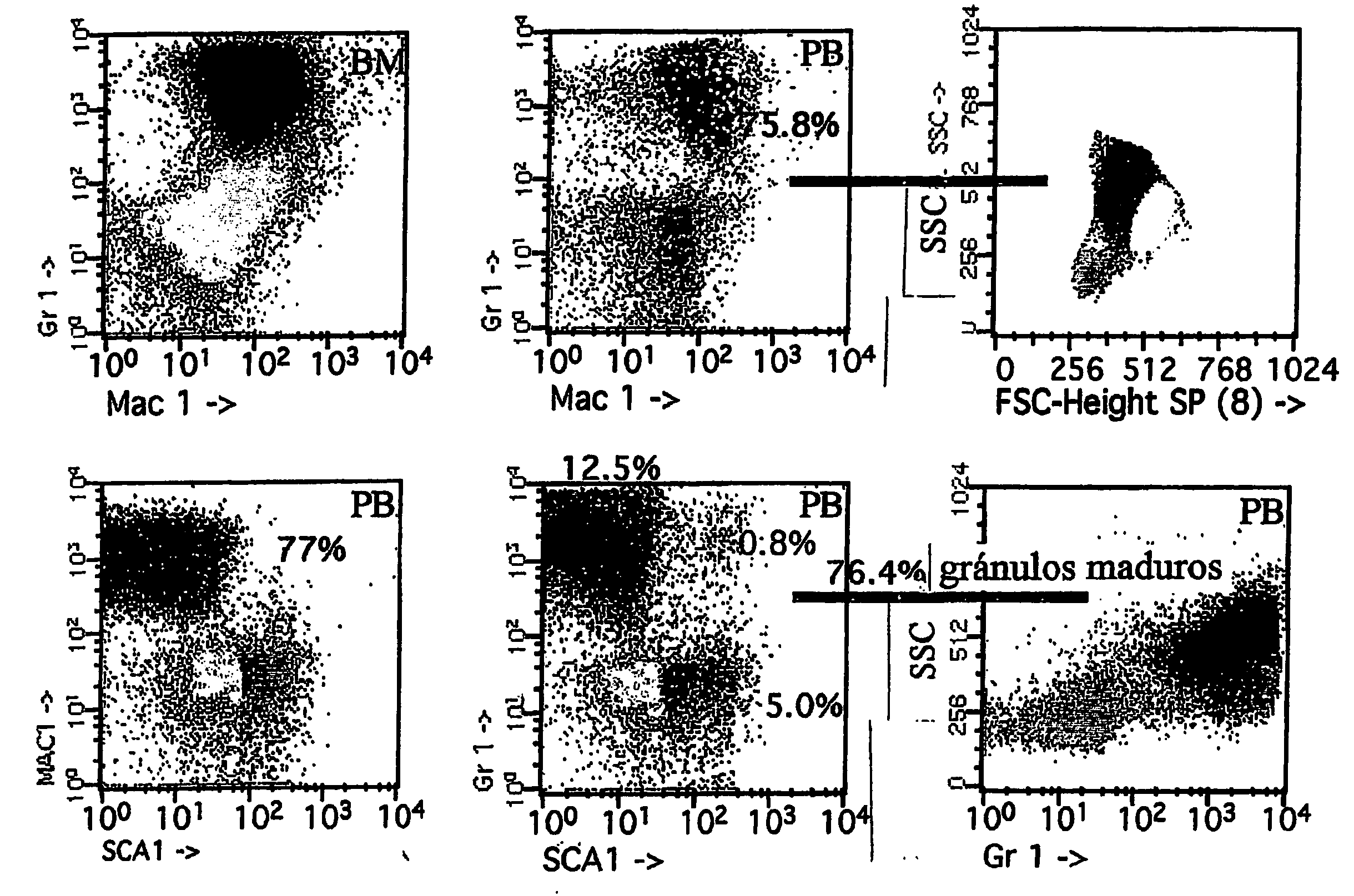 Transgenic non-human mammals as models for human pathologies of stem cell origin