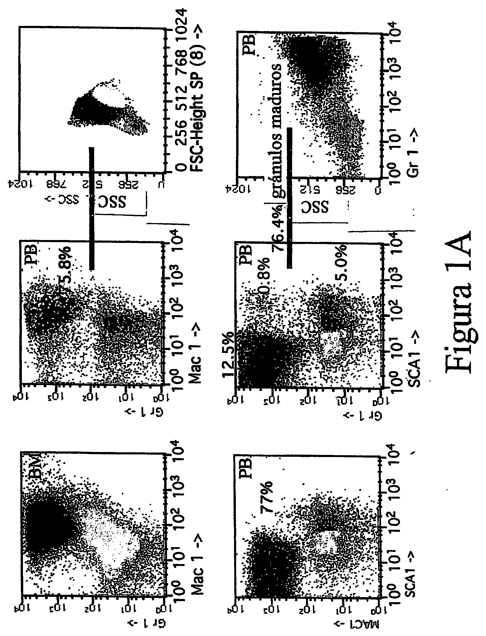 Transgenic non-human mammals as models for human pathologies of stem cell origin