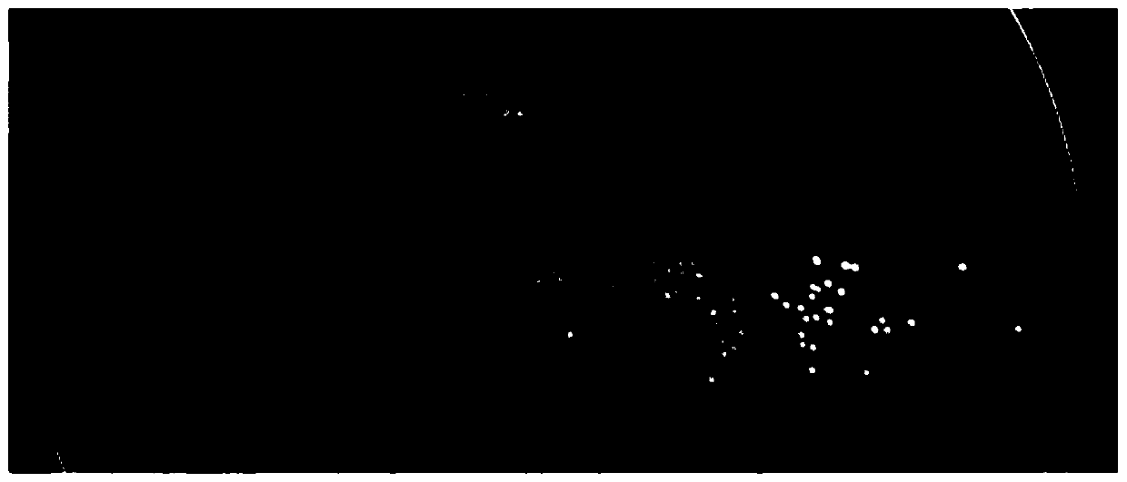 Heat-resistant Yarrowia Lipolytica and application thereof