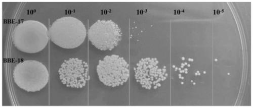 Heat-resistant Yarrowia Lipolytica and application thereof