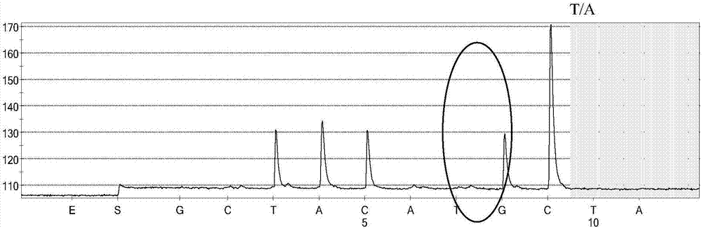 Kit for rapidly detecting CYP2D6 gene copy number by adopting pyrosequencing method and applications of kit