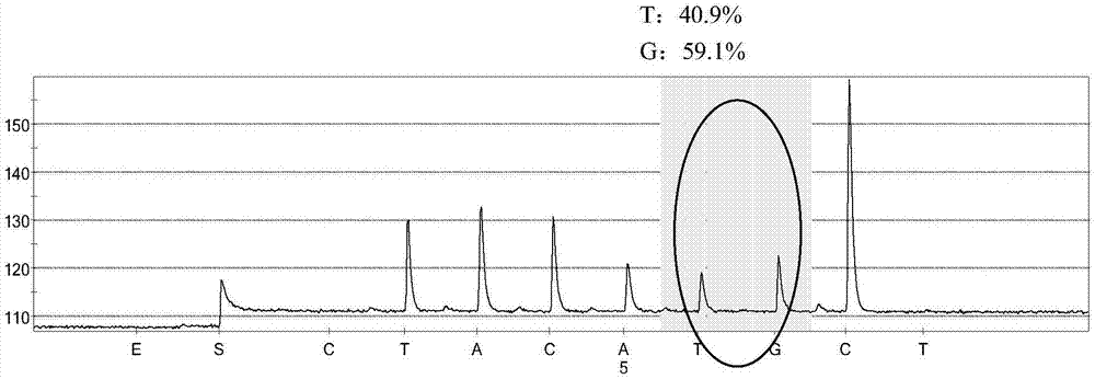 Kit for rapidly detecting CYP2D6 gene copy number by adopting pyrosequencing method and applications of kit