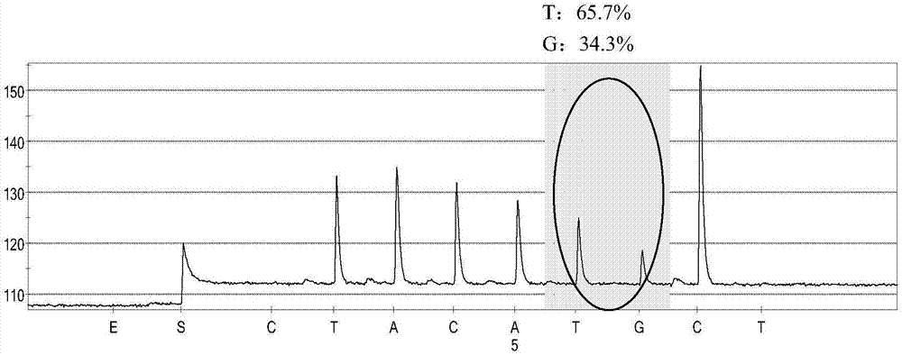 Kit for rapidly detecting CYP2D6 gene copy number by adopting pyrosequencing method and applications of kit