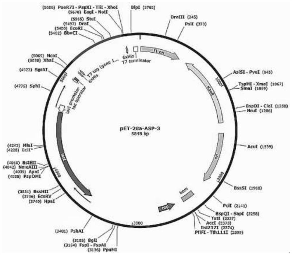 Scapharca subcrenata-derived calcium binding protein ASP-3 with antitumor activity and structure thereof