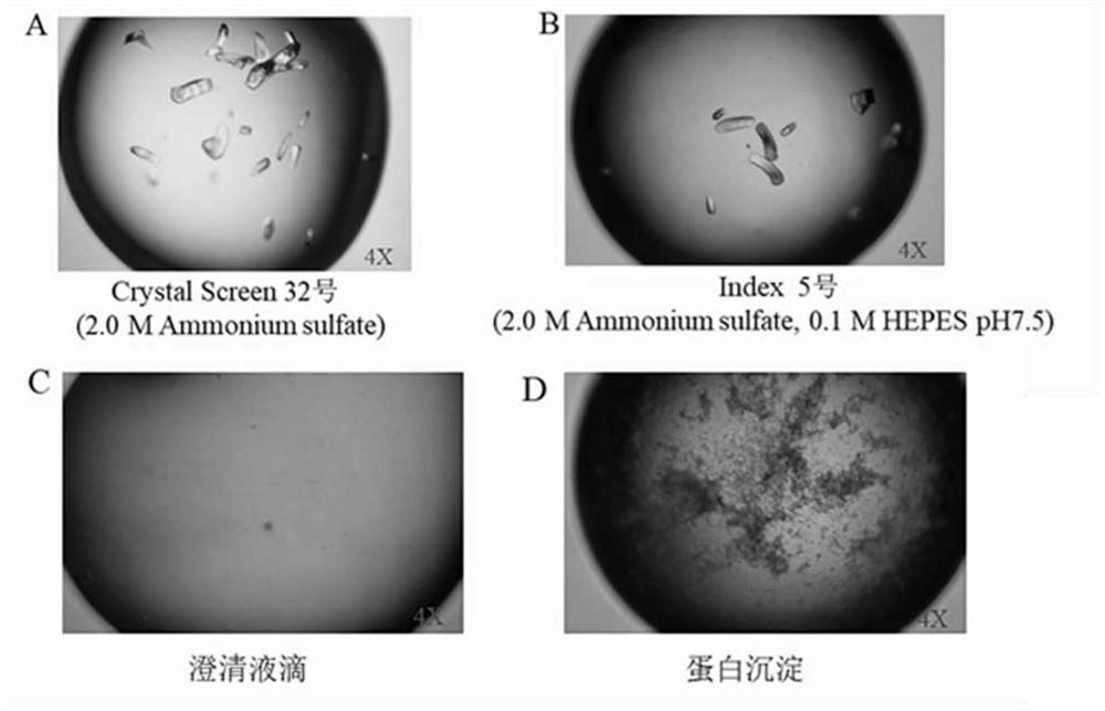 Scapharca subcrenata-derived calcium binding protein ASP-3 with antitumor activity and structure thereof