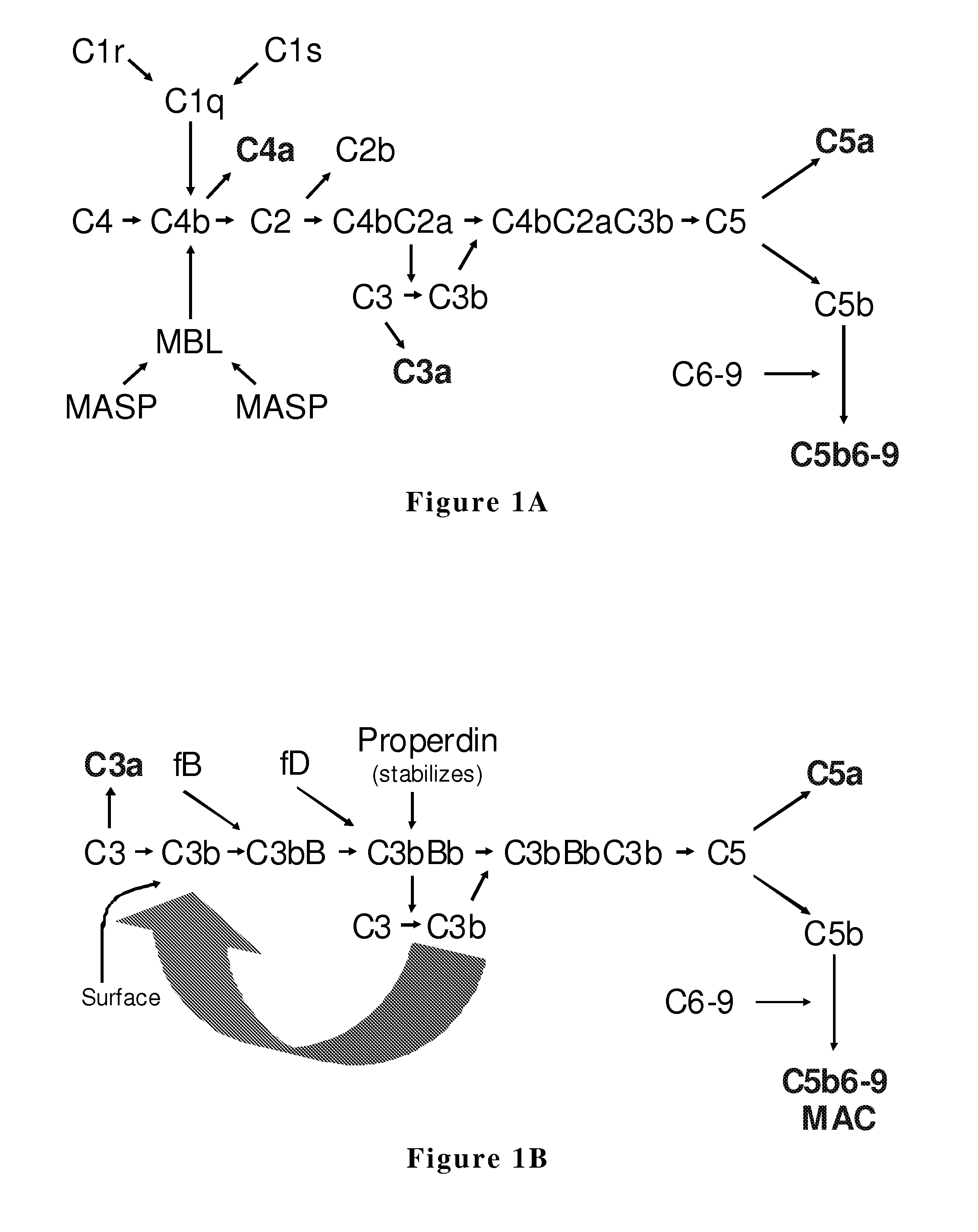 Complement factor b analogs and their uses