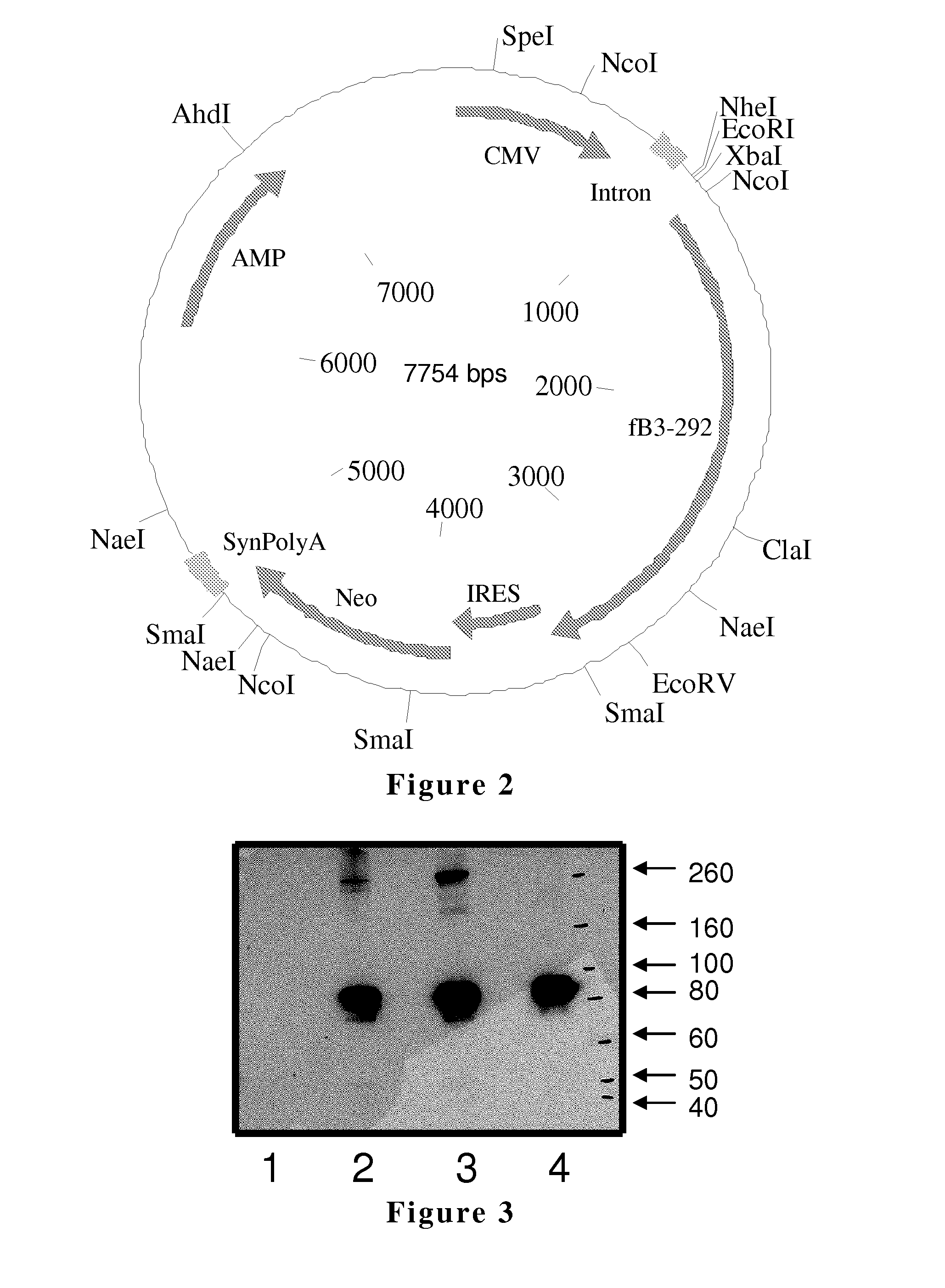 Complement factor b analogs and their uses