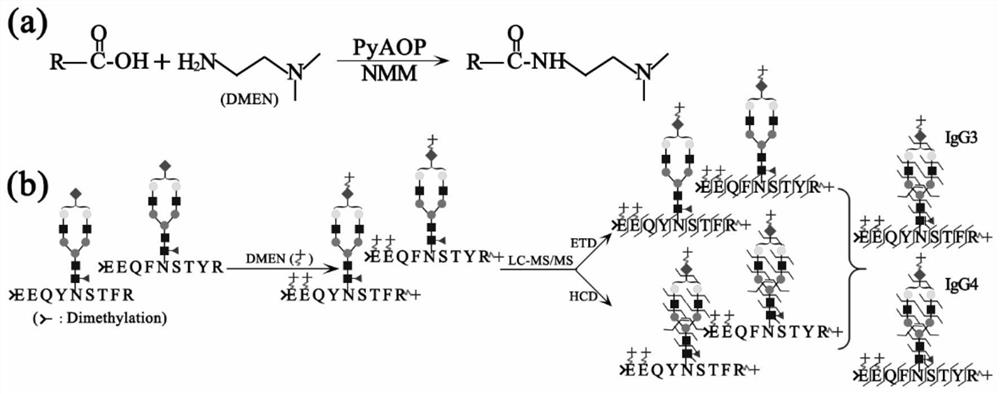 Method for complete glycopeptide derivation and charge transfer fragmentation mass spectrometry