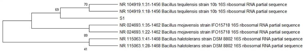 A strain of Bacillus tequila s1 with nitrogen-fixing function and its application in composting