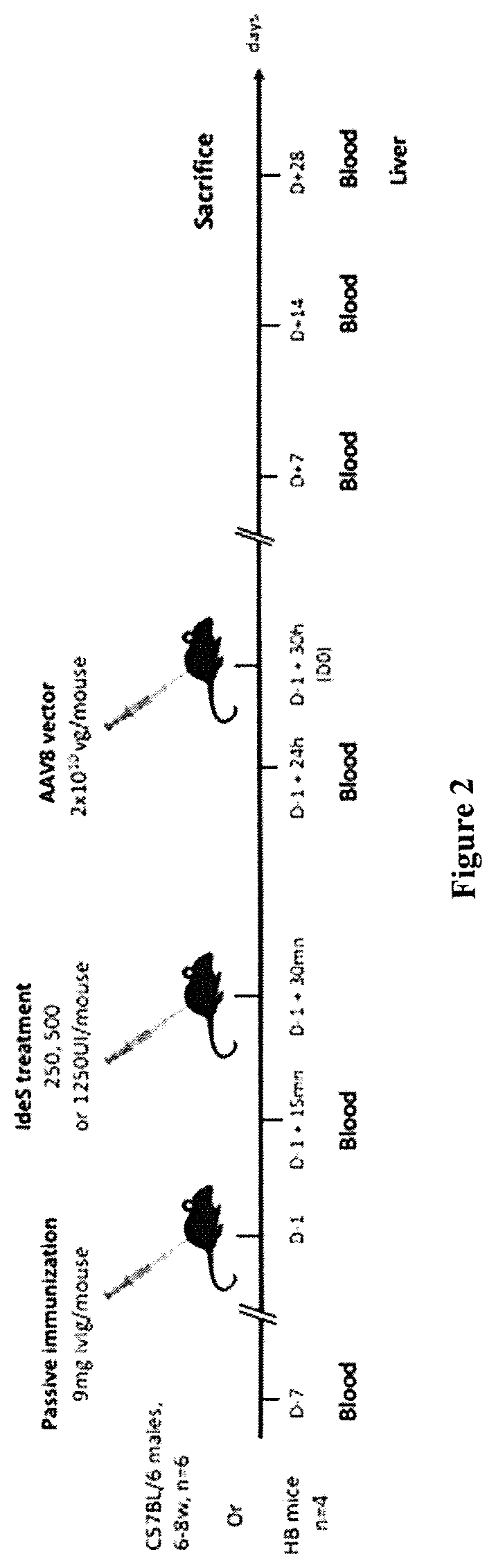 Compositions and methods for increasing or enhancing transduction of gene therapy vectors and for removing or reducing immunoglobulins