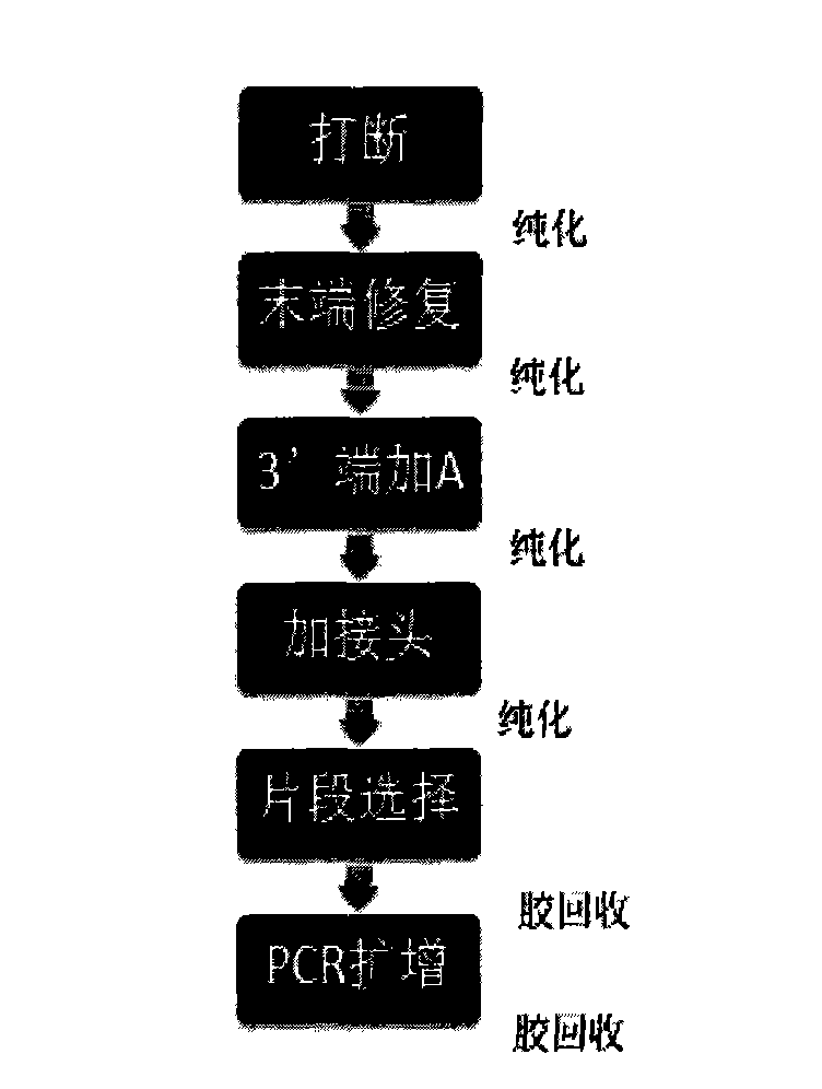 Novel library construction method based on illumina sequencing platform