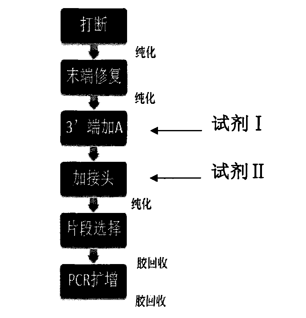 Novel library construction method based on illumina sequencing platform