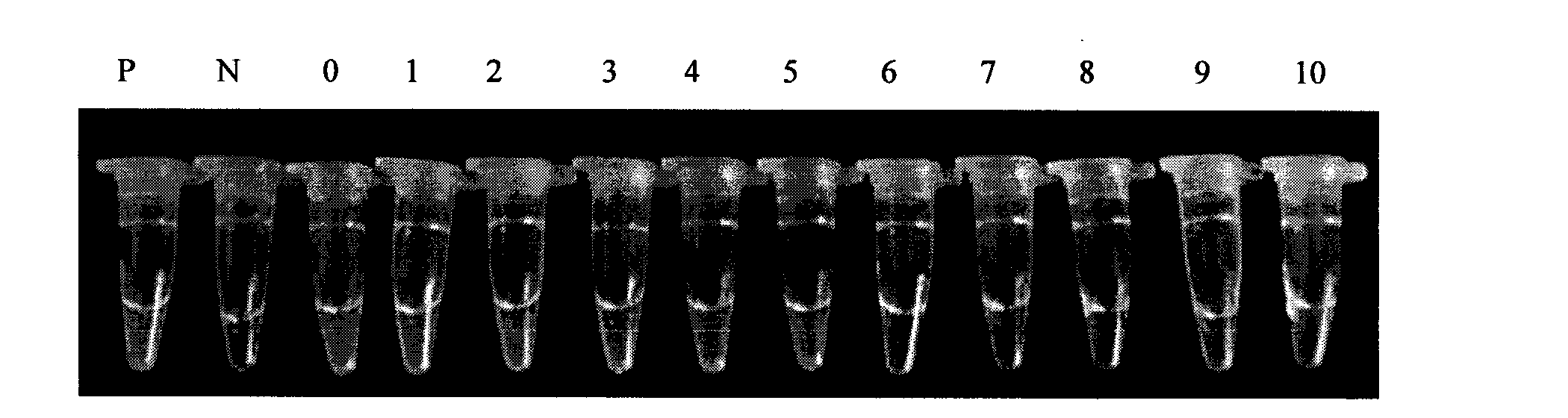 Rapid diagnostic kit for staphylococcus aureus gene based on loop-mediated isothermal amplification technology and detecting method thereof