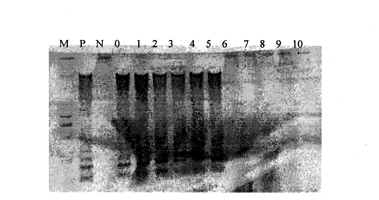 Rapid diagnostic kit for staphylococcus aureus gene based on loop-mediated isothermal amplification technology and detecting method thereof