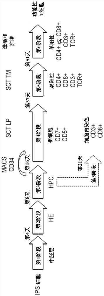 Production of T cells from RAG-inactivated iPSC