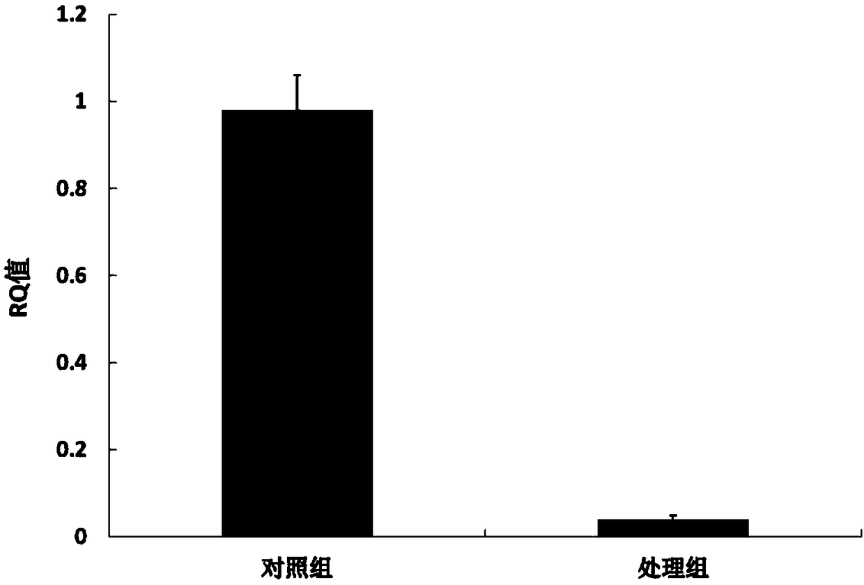 Conopomorpha sinensis bradley vitellogenin gene CsVg, coding protein and application thereof