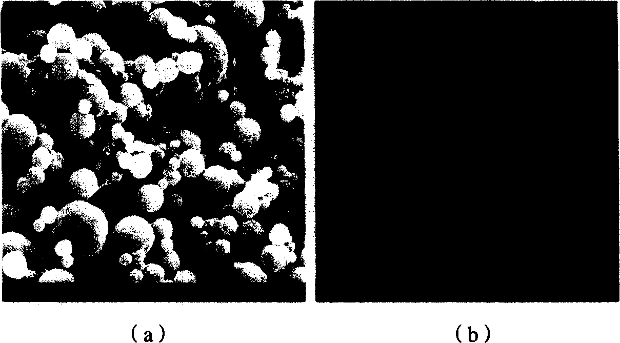 Carbon nanotube modified powder natural rubber and method for preparing same