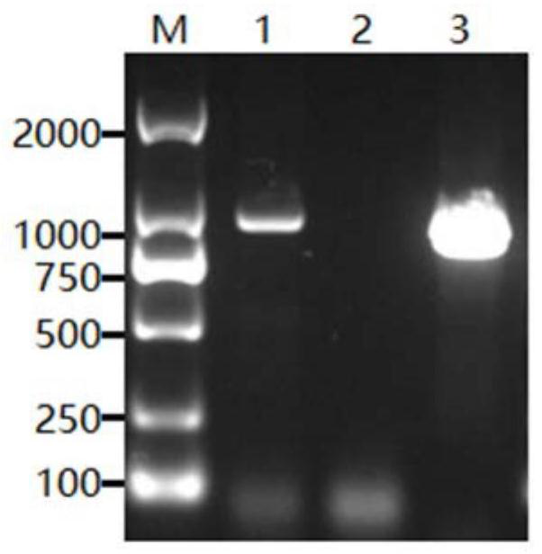 Clostridium perfringens beta toxin mutant protein as well as preparation method, application and vaccine thereof