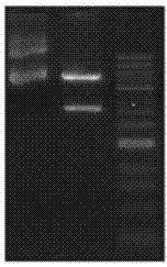 Construction method of CHO cell strain by fusing porcine serum protein and porcine circovivus Cap2 protein and application thereof