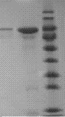 Construction method of CHO cell strain by fusing porcine serum protein and porcine circovivus Cap2 protein and application thereof