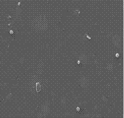 Construction method of CHO cell strain by fusing porcine serum protein and porcine circovivus Cap2 protein and application thereof