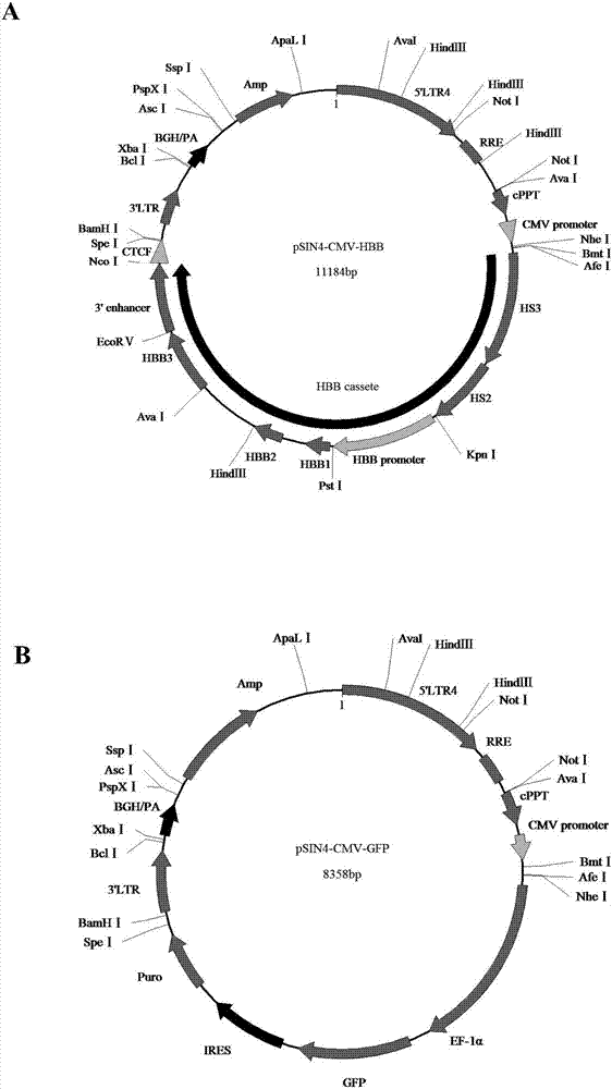 Beta-globin recombinant lentiviral vector and application thereof