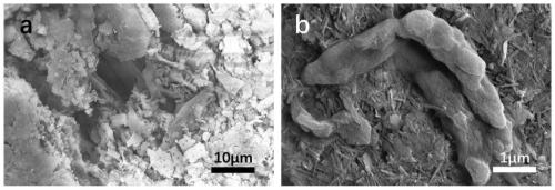 Photosynthetic bacteria immobilization compound and photosynthetic bacteria adsorption material