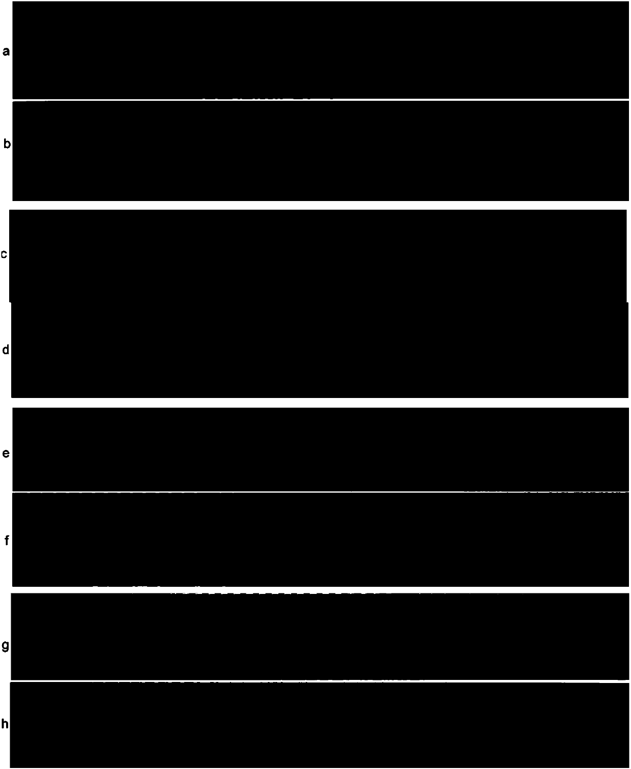 InDel marker for analyzing genetic diversity and identifying variety of rice and primer and application