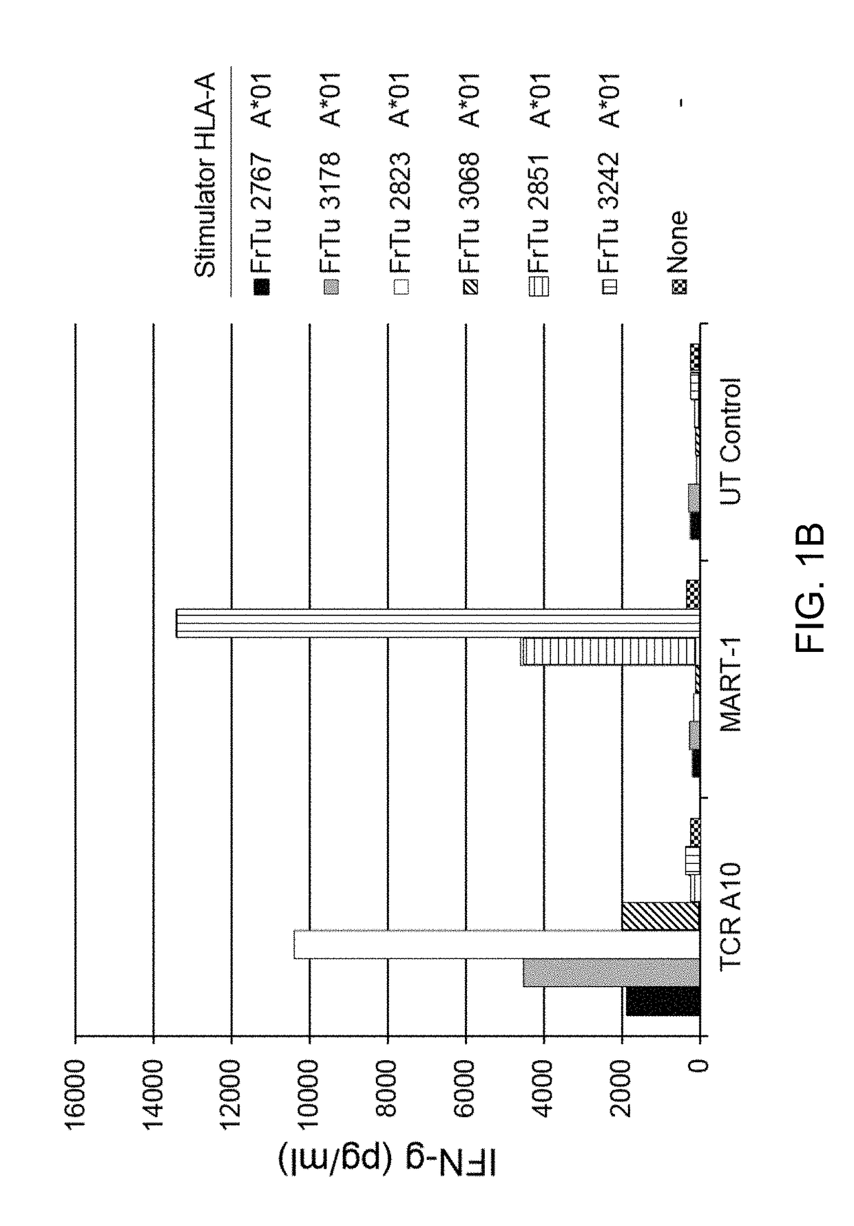 T cell receptors recognizing hla-a1- or hla-cw7-restricted mage