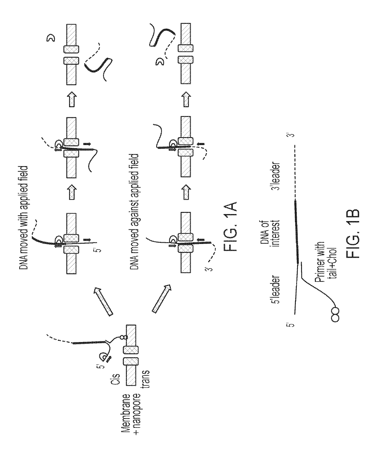 Enzyme method