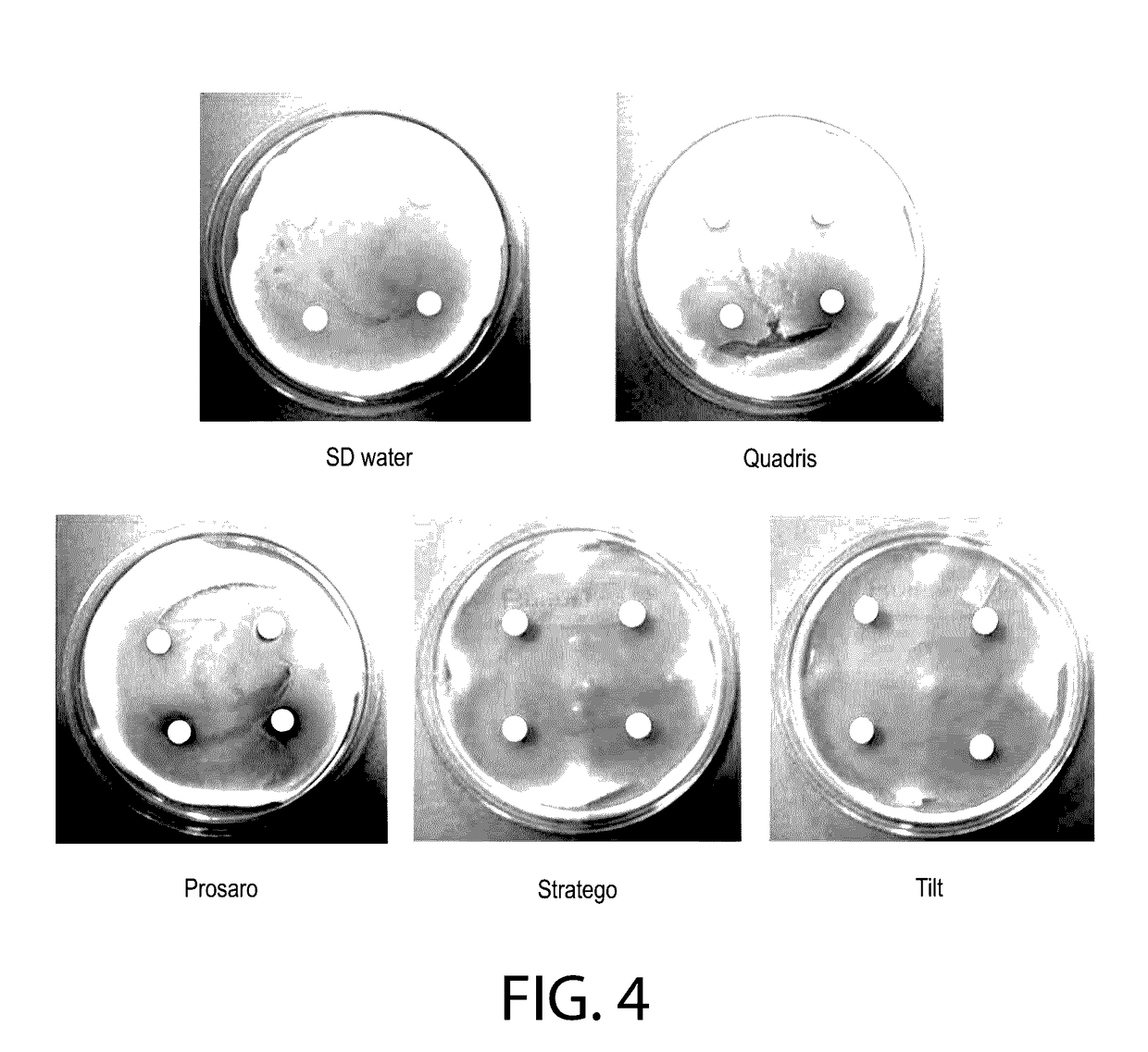 <i>Clonostachys rosea </i>inoculated plant materials with fungicides and adjuvants