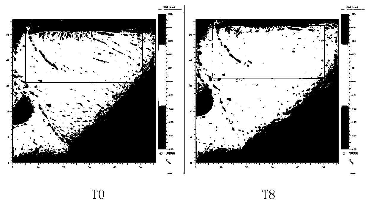 Early anti-aging and brightening nutrient containing melaleuca bracteate extract and preparation method thereof, essence and extraction method for melaleuca bracteate extract