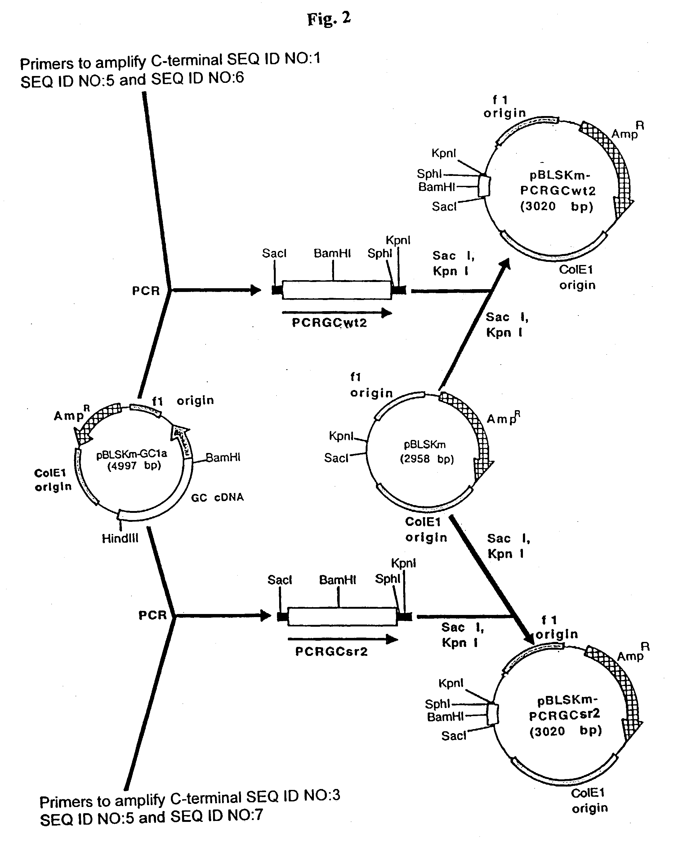 Expression system for effeiciently producing clinically effective lysosomal enzymes (glucocerebrosidase)