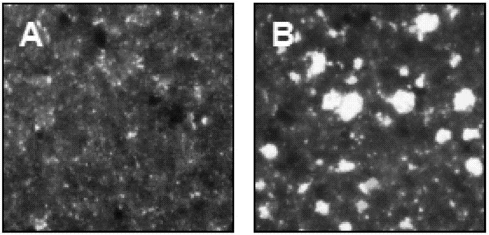 Bone biological functional analysis porous cell culture plate