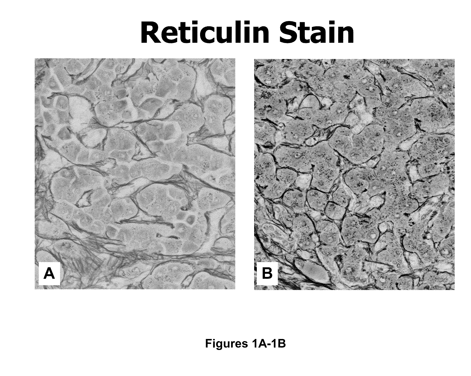 Methods and compositions for nuclear staining